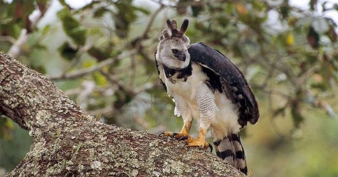 The Majestic Harpy Eagle: A Close Encounter with Humans